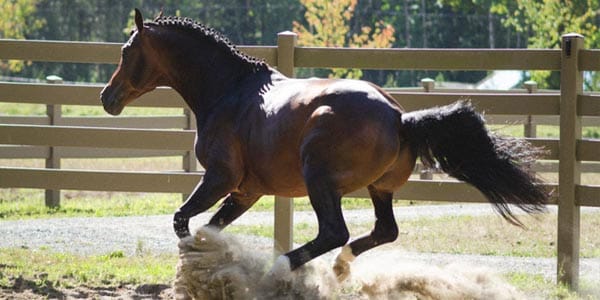 HDPE, PVC, Vinyl, Plastic Horse Fencing